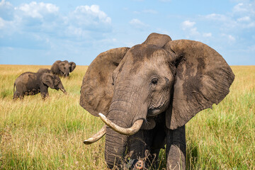 Elephant family feeding in the grasslands of Masai Mara  © Cihangir Zeybek