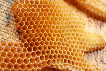 Natural wild bees honey combs on a wooden board