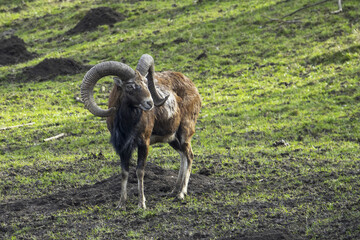 The mouflon ( Ovis aries musimon )is a feral subspecies of the primitive domestic sheep.