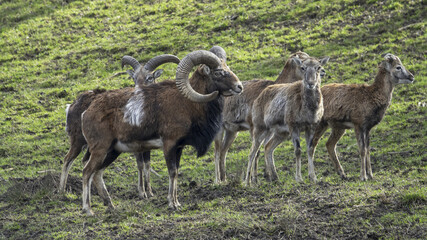The mouflon ( Ovis aries musimon )is a feral subspecies of the primitive domestic sheep.