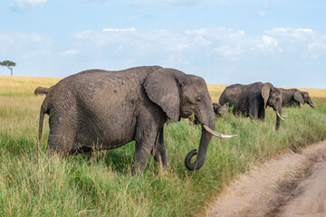 Obraz premium Elephant family feeding in the grasslands of Masai Mara 