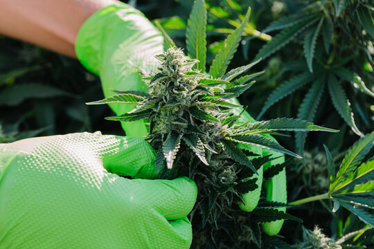 Hands wear green gloves holding cannabis
