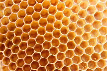 Natural wild bees honey combs on a wooden board