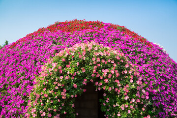 Entrance arch of Colorful petunias (Petunia hybrida) flowers blooming in garden to decorated in a semicircle with space of blue sky background.