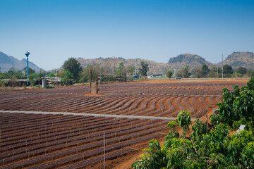 Rows of furrows in fields are plowed in prepare the area for planting vegetables with Sprinkler water system . Brown soil that area for agriculture farm with walkway, mountain background