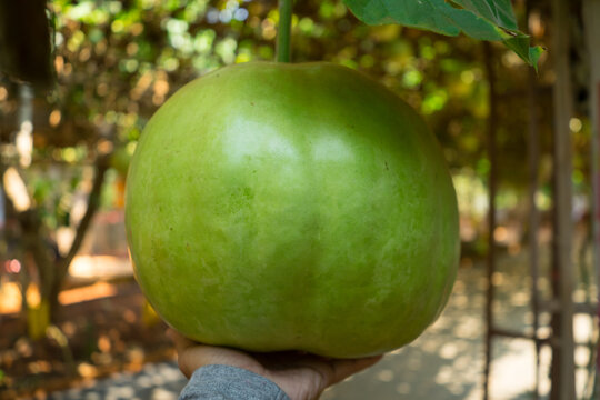 Hand hold big Wax Gourd or Benincasa hispida is the ivy plant is on the trellis with fruits are hanging from tunnel or arch structure at the agriculture farm .