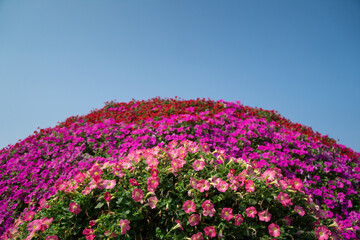 Colorful petunias (Petunia hybrida) flowers blooming in garden to decorated in a semicircle with...