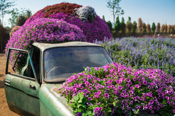 Colorful petunias (Petunia hybrida) flowers blooming in garden to decorated on a old car in the garden with  blue sky background.