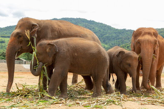 Rescued elephants eating at a sanctuary in Thailand.