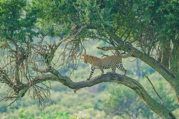 leopard posing on a tree at Masai Mara - obrazy, fototapety, plakaty