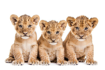 Three cute lion cubs posing together against a clean white backdrop