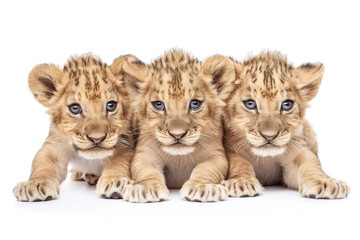 Three cute lion cubs posing together against a clean white backdrop