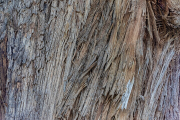 bark of a treeclose op
