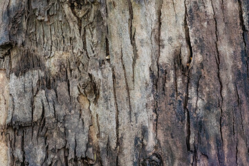 bark of a tree close op