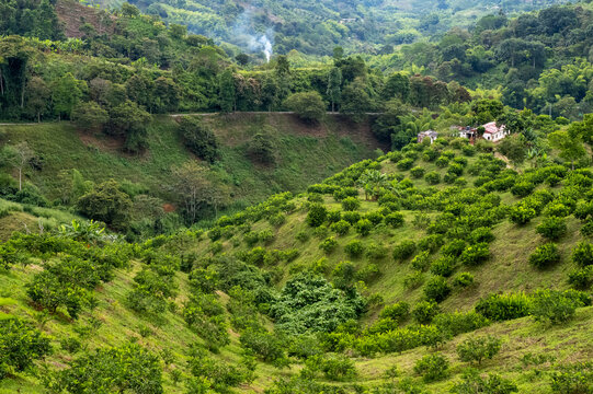 Coffee farm plantation 