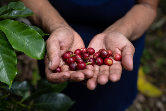 Anoymous hands showing some red ripe coffee berries