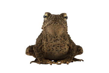 Phrynoidis aspera toad closeup on isolated background, Phrynoidis aspera toad closeup