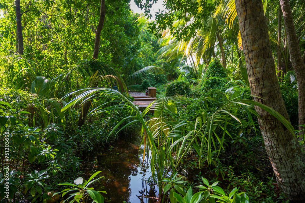 Wall mural dense tropical vegetation in the rainforest.