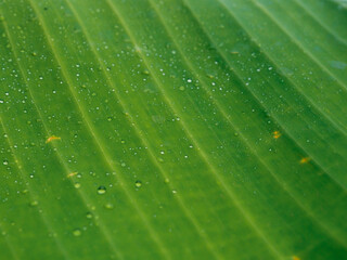 Green banana leaves with water drops, close-up for a rainy season nature background.   