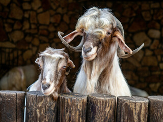 goat on the farm