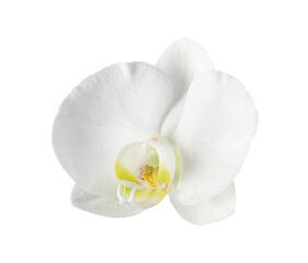 One beautiful orchid flower isolated on white