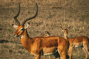 Fotobehang impala antelope in kruger park © Xuan