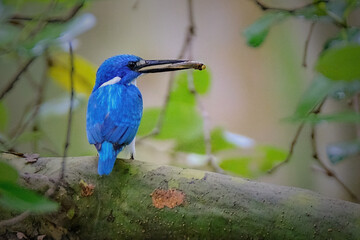 Small Blue kingfisher perching on branch