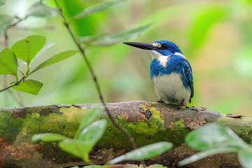 Small Blue kingfisher perching on branch