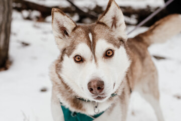 Happy husky with brown eyes standing in the snow