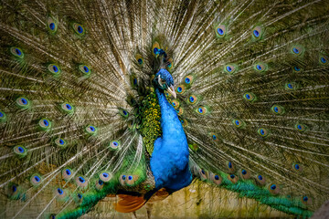 Naklejka premium Close up Male Blue Peacock
