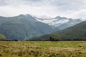Fototapeta na wymiar Sheep graze in New Zealand countryside under snow covered Mt. Aspiring