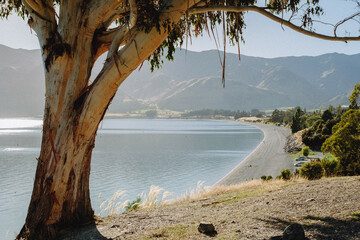 Unique calm brown and green tree with beach and Hawea lake background