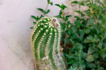 single cactus against neutral and natural greenery background