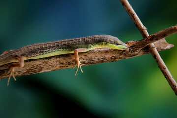 The grass lizard belongs to the Lacertidae