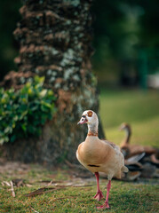 duck in the garden Florida nature