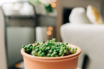 Young string of Pearls plant in a terracotta pot
