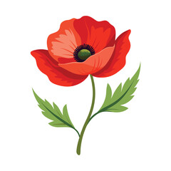 Poppy Flower Illustration on White Background