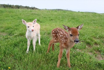 Twin Fawns in a Meadow