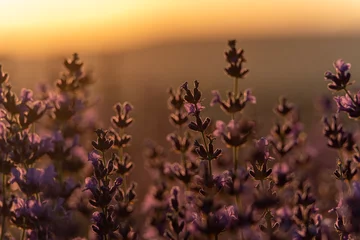 Foto auf Glas Lavender flower background. Violet lavender field sanset close up. Lavender flowers in pastel colors at blur background. Nature background with lavender in the field. © svetograph