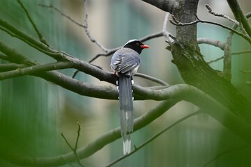Blue Magpie on the tree. Hong Kong Kowloon Park. 