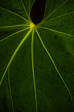 Elephant ear leaf 