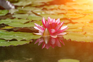 Pink lotus water lily flower in pond, waterlily with green leaves blooming