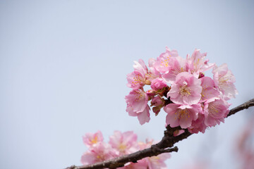 Obraz premium 河津桜