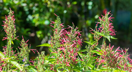 Flowering plant with red buds on a sunny day. Anisacanthus