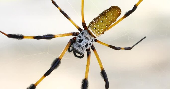 Static macro video of a Golden Silk Orb Weaver spider Trichonephila clavipes..