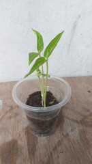 young plant in a pot