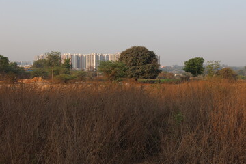 Building with grassland and tree in Hyderabad of Telangana in India. Photo: March 5, 2024