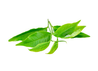 Green tea leaf transparent png
