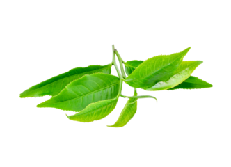 Green tea leaf transparent png