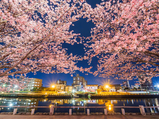 Fototapeta na wymiar 春の満開の夜桜　花見　徳島中央公園
